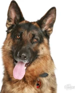 My Family Husky German Shepherd Καφέ Ταυτότητα Μενταγιόν