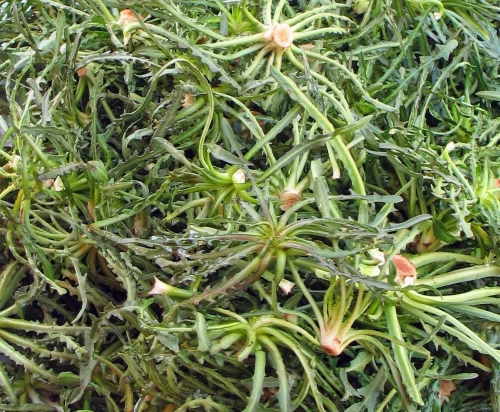 Γενική Φυτοτεχνική Αθηνών Σταμναγκάθι 0.0001kg