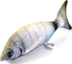 Σπάρος - fishome