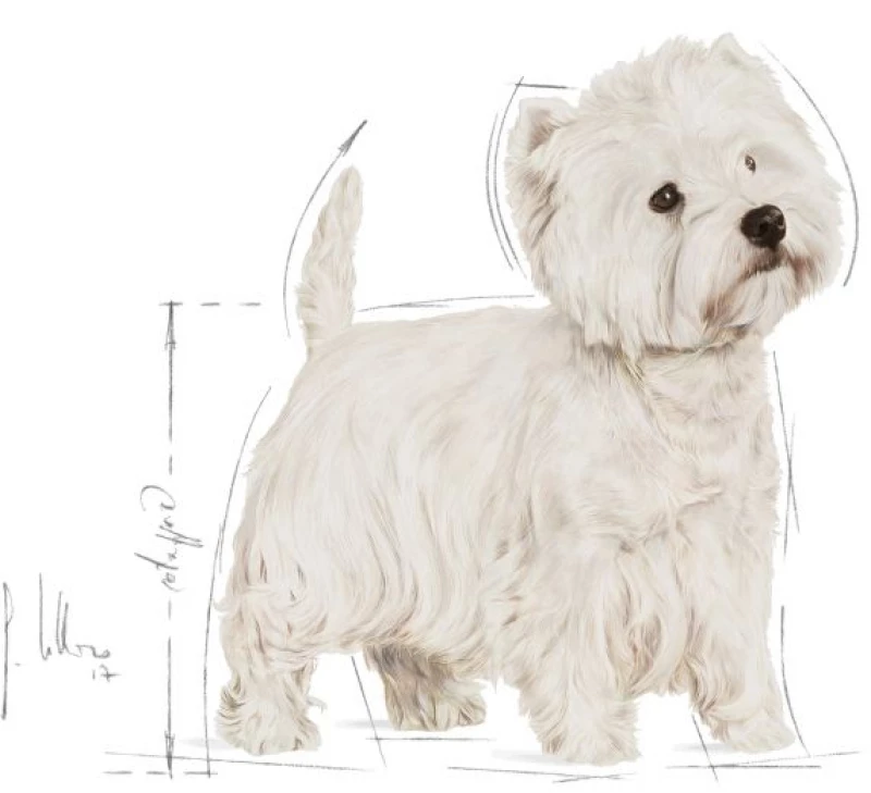 Royal Canin West Highland White Terrier Adult 1,5kg