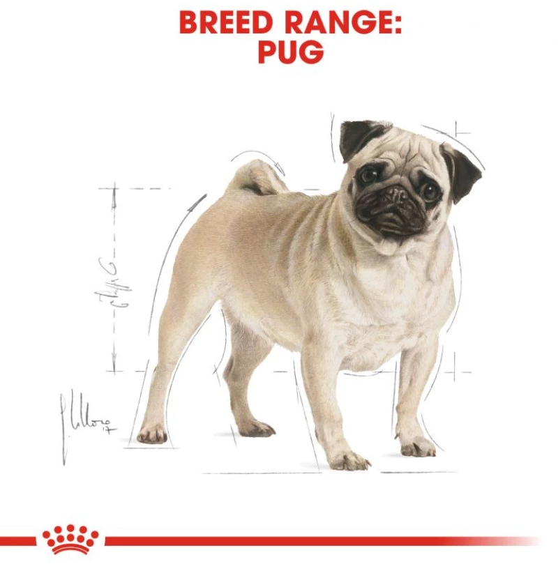 Royal Canin Pug Adult 3kg