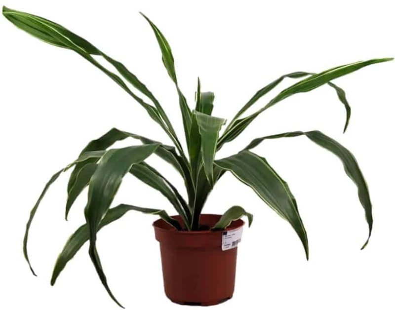 Φυτό Εσωτερικού Χώρου Δράκαινα Dracaena deremensis warneckii