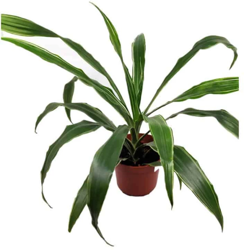 Φυτό Εσωτερικού Χώρου Δράκαινα Dracaena deremensis warneckii
