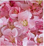 Άρωμα Yodeyma - Sexy Rose 15ml