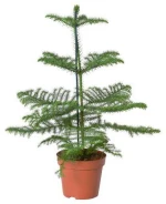 Αροκάρια Araucaria Excelsa  Υ:58cm, Ø20cm