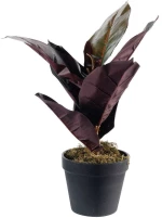 Τεχνητό Φυτό Φίκος Elastica Ruby 4670-6 15x36cm Multi Supergreens Πολυαιθυλένιο