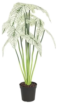 Alocasia σε κασπώ 80εκ.