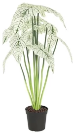 Alocasia σε κασπώ 80εκ.