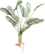 Supergreens Τεχνητή Χωνευτή Καλαθέα Orbifolia 61 εκ.