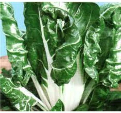 Σέσκουλο Verde Costa Argentata | 500gr