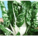 Σέσκουλο Verde Costa Argentata | 500gr