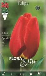 Τουλίπα "Apeldoorn"