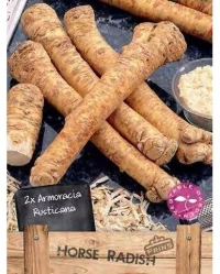 Βολβοί Χρένου Horse Radish