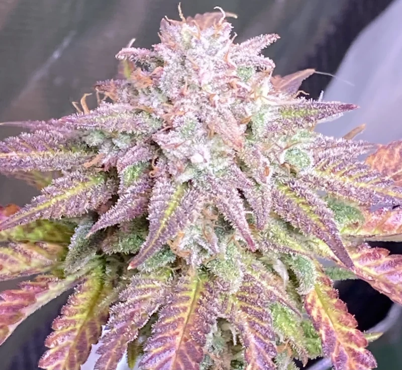 Fast Buds Cherry Cola - 3 seeds
