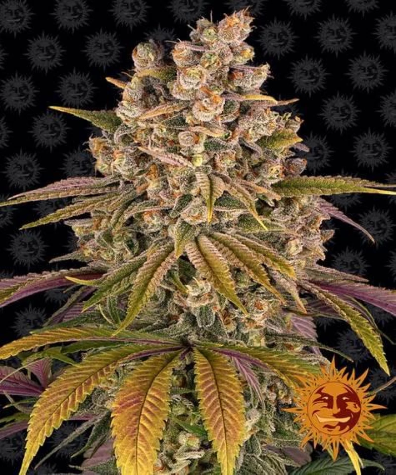 Barneys Lemon Tree - 3 seeds