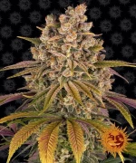 Barneys Lemon Tree - 3 seeds