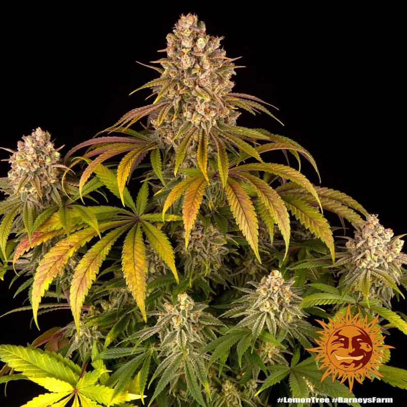 Barneys Lemon Tree - 3 seeds