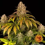 Barneys Lemon Tree - 3 seeds