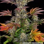 Barneys - Gelato #45 - 5seeds