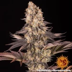 Barneys - Gelato #45 - 5seeds