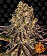 Barneys - Gelato #45 - 5seeds