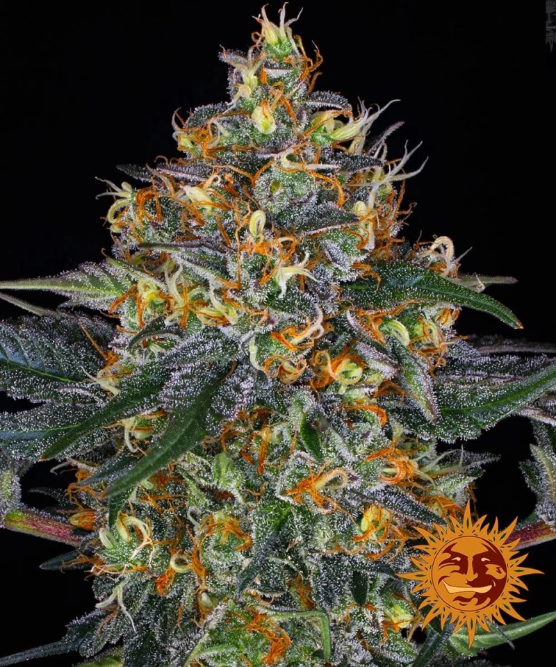 Barneys - Moby Dick - 5 seeds