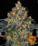 Barneys - Moby Dick - 5 seeds