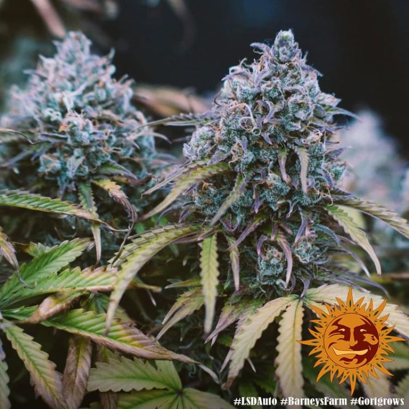 Barneys - LSD Auto - 3 seeds