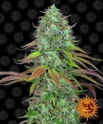 Barneys - LSD Auto - 3 seeds