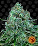 Barneys - Critical Kush - 3 seeds