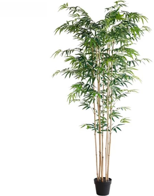 BAMBOO  NP0070_210 ΥΨΟΣ 210cm New Plan