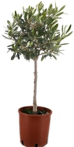 Ελιά μπάλα Υ:75cm, Ø18cm