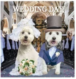 Ευχετήρια Trucks WEDDING Σκυλάκια