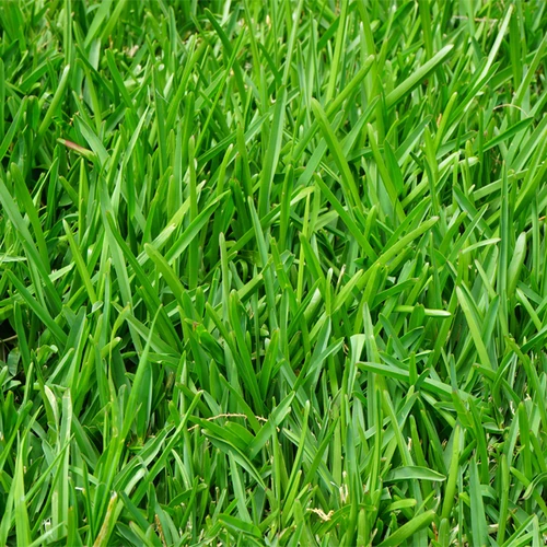 Σπόρος Ουγκάντα (αγριάδα) 1kg
