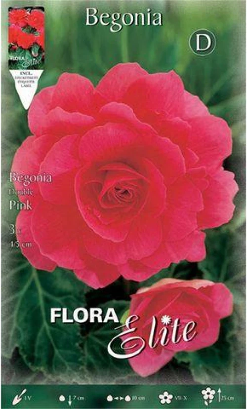 Μπιγόνια "Double Pink"