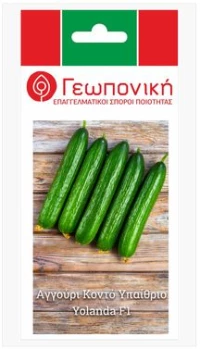 Αγγούρι Κοντό Yolanda F1 | 1gr