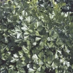 Σέλινο Safir | 50gr