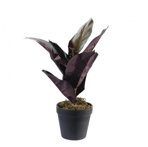 Τεχνητό Φυτό Φίκος Elastica Ruby 36 εκ. 4670-6 Supergreens 4670-6 Πράσινο