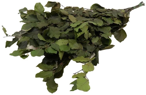 Bunch Fagus Pres.  150GR GREEN