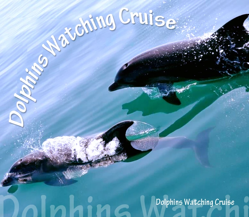 5ωρο Dolphin Cruise, μπάνιο & γεύμα, 2 ενήλικοι 1 παιδί!