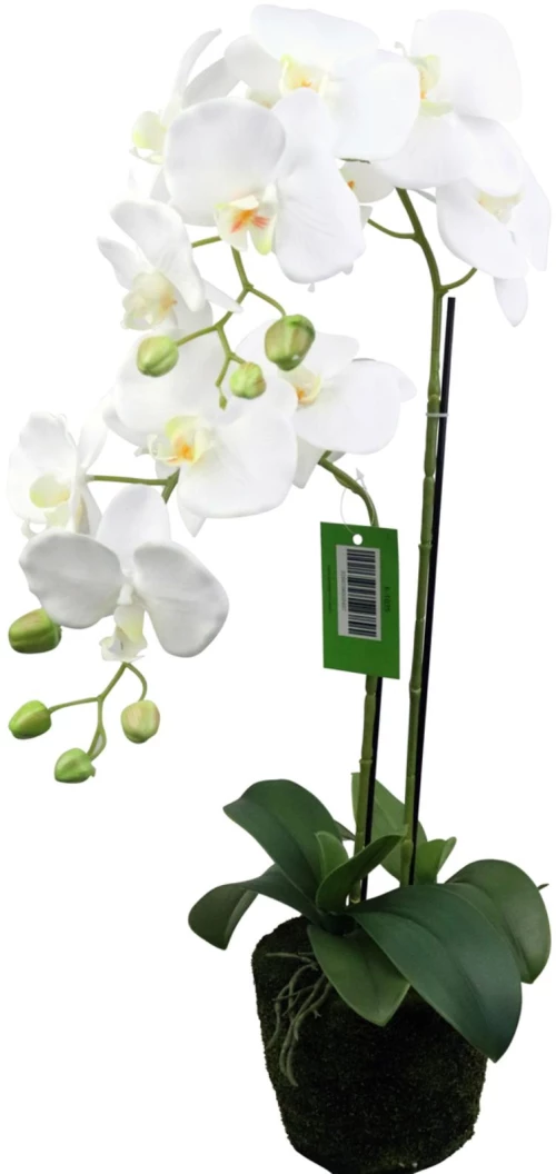 Supergreens Τεχνητό Φυτό Ορχιδέα Phalaenopsis Λευκό 67 εκ.