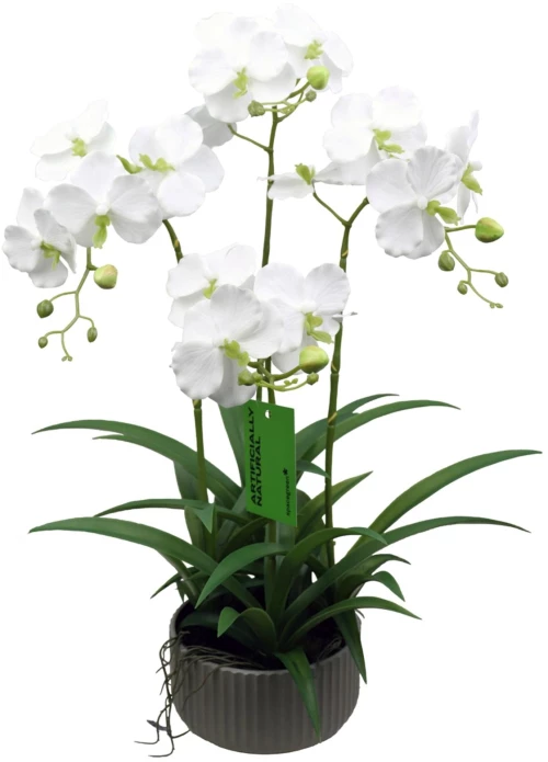 Supergreens Τεχνητό Φυτό Ορχιδέα Phalaenopsis Λευκό 60 εκ.