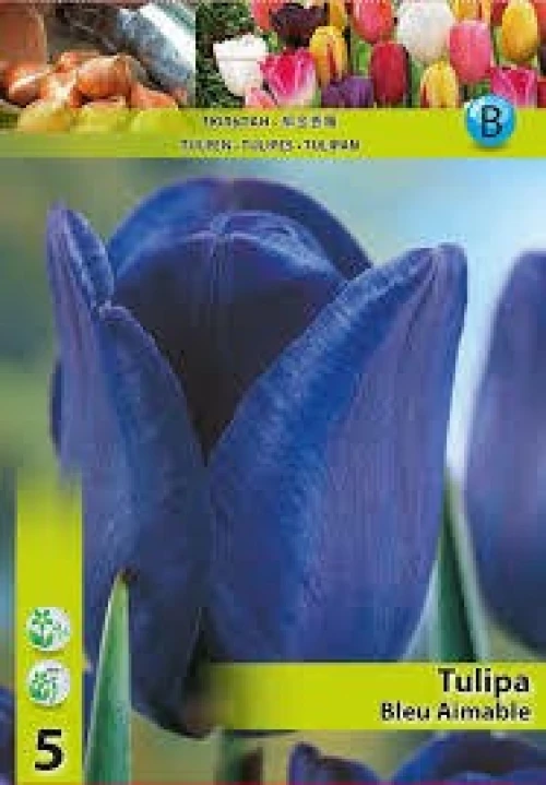 Τουλίπα Bleu Aimable (φακ. 5τμχ)