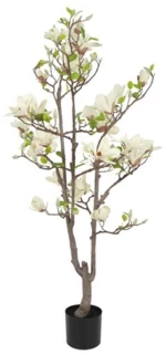 Μανόλια λευκή σε κασπώ 80xΗ150cm