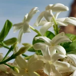 Dolce & Gabbana Q Parfum 50ml