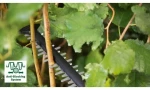 Κλαδευτήρι BOSCH 36 V