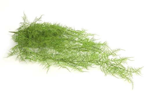 Monilophyta πράσινο Η105cm
