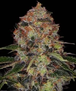 Barneys farm Shiskaberry