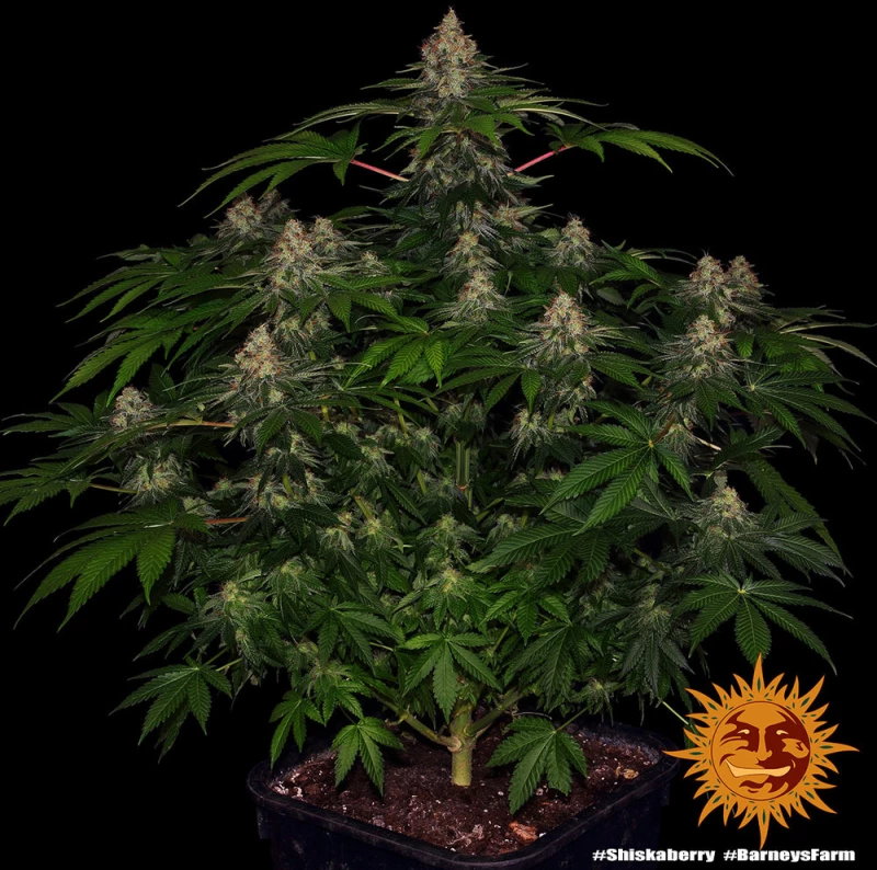 Barneys farm Shiskaberry