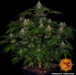 Barneys farm Shiskaberry